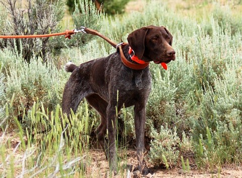 Bracco Tedesco -  Cane da Caccia - Ferma